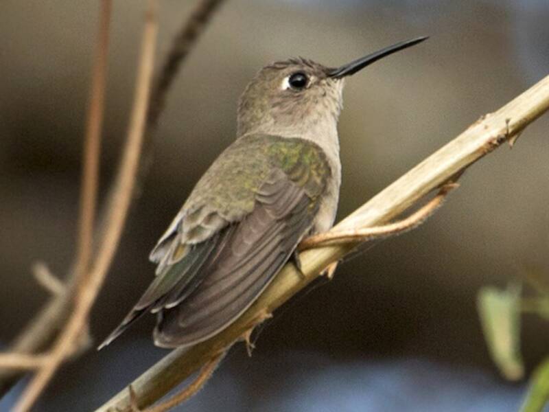 Colibrí de Tumbes, Fotos 3