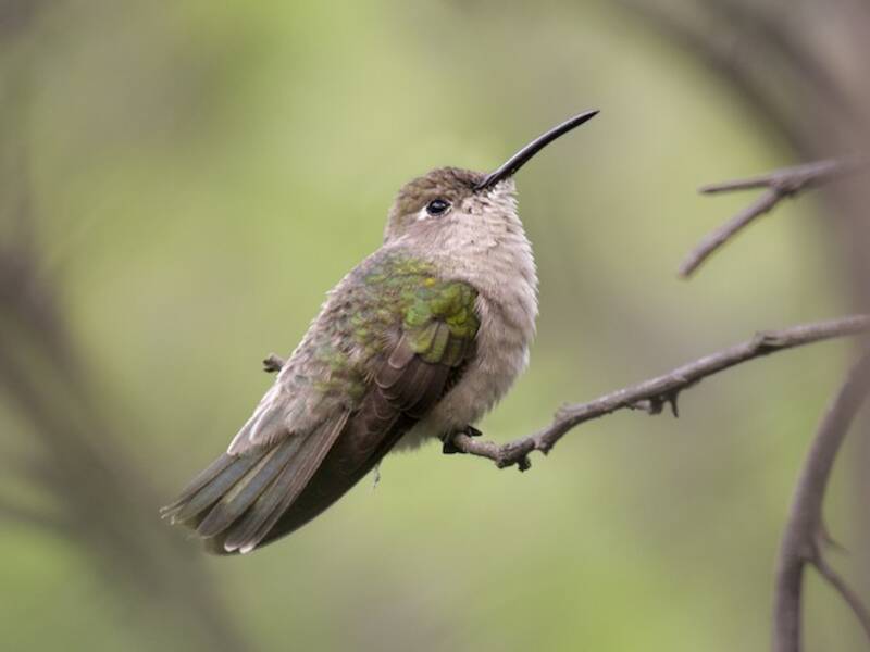 Tumbes Hummingbird (Thaumasius baeri)