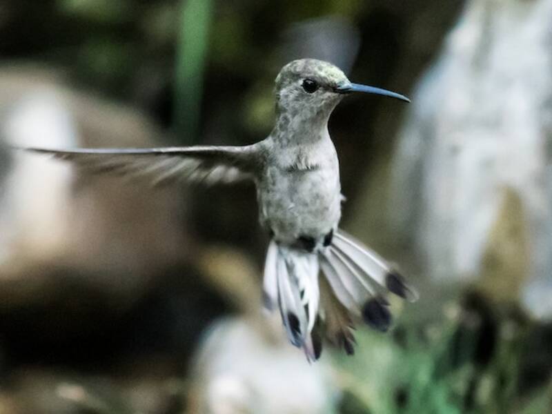 Colibrí de Tumbes, Fotos 2