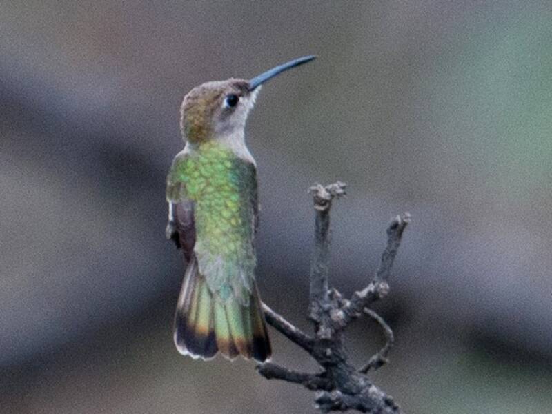 Colibrí de Tumbes, Fotos 4
