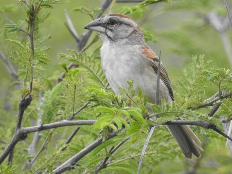 Moineau de Tumbes, Photos 2