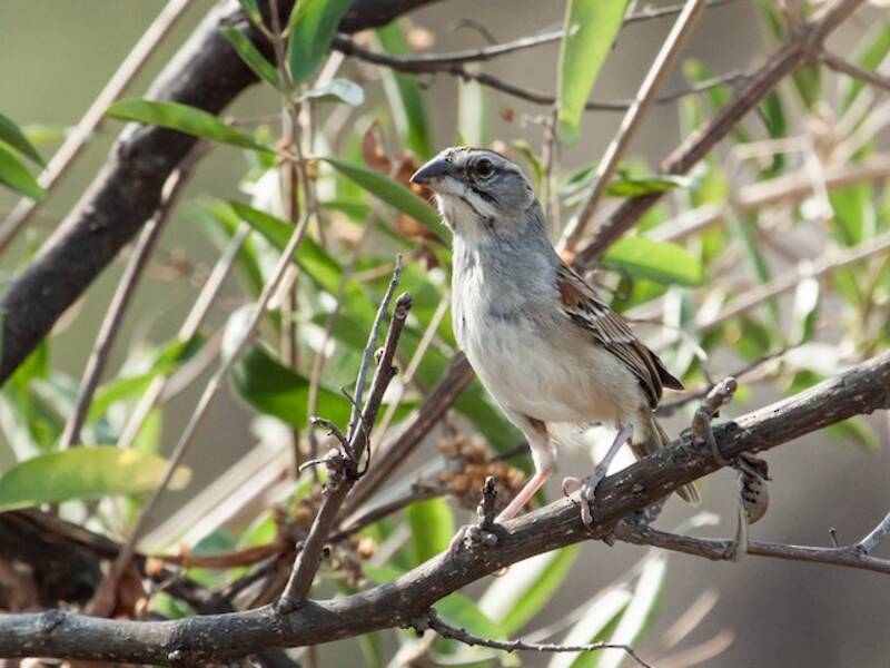 Moineau de Tumbes, Photos 4