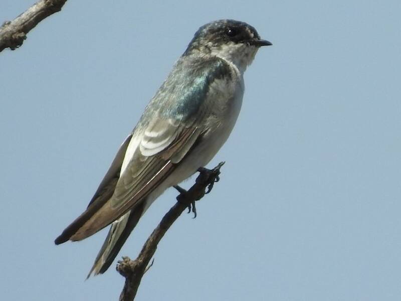 Hirondelle de Tumbes