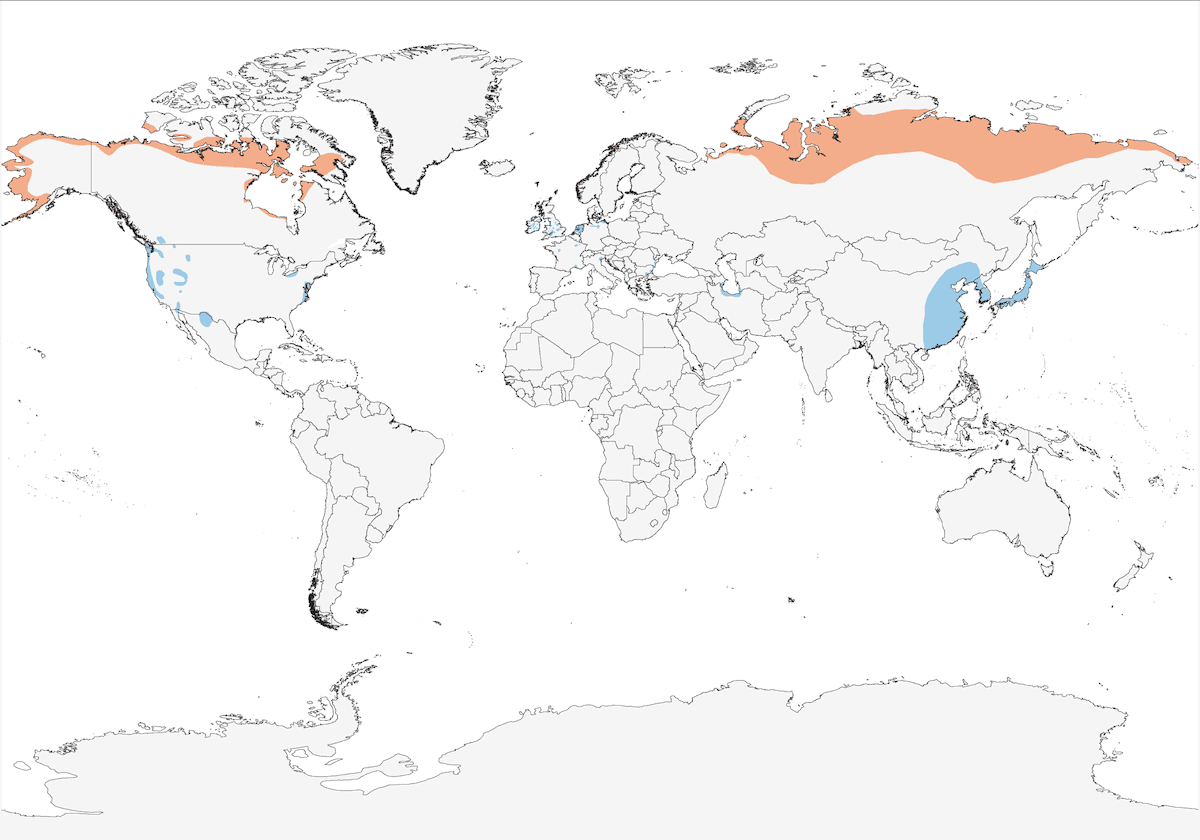 Cigno della tundra, Distribuzione 1