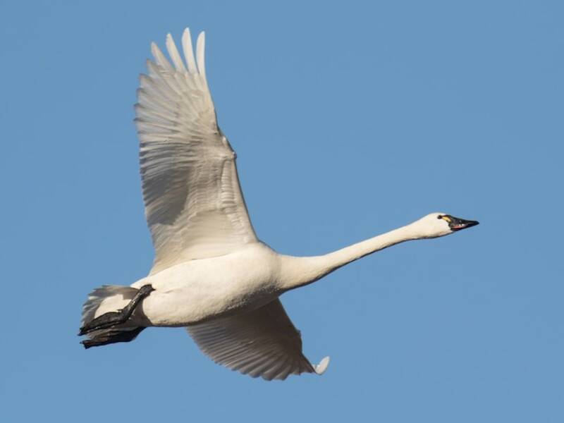 Cigno della tundra, Foto 4