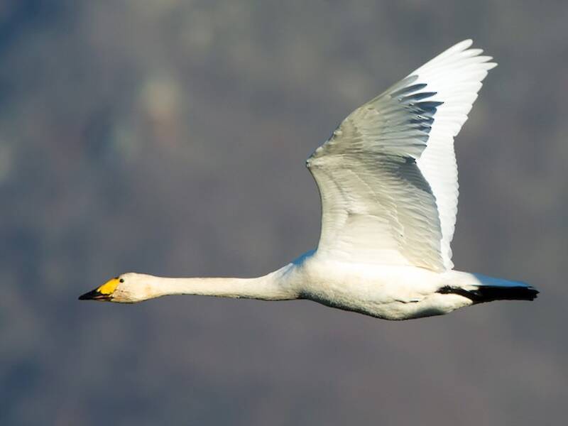Cigno della tundra, Foto 3