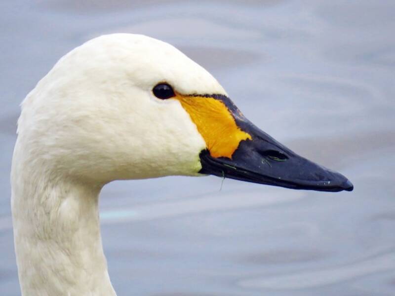 Cigno della tundra, Foto 2