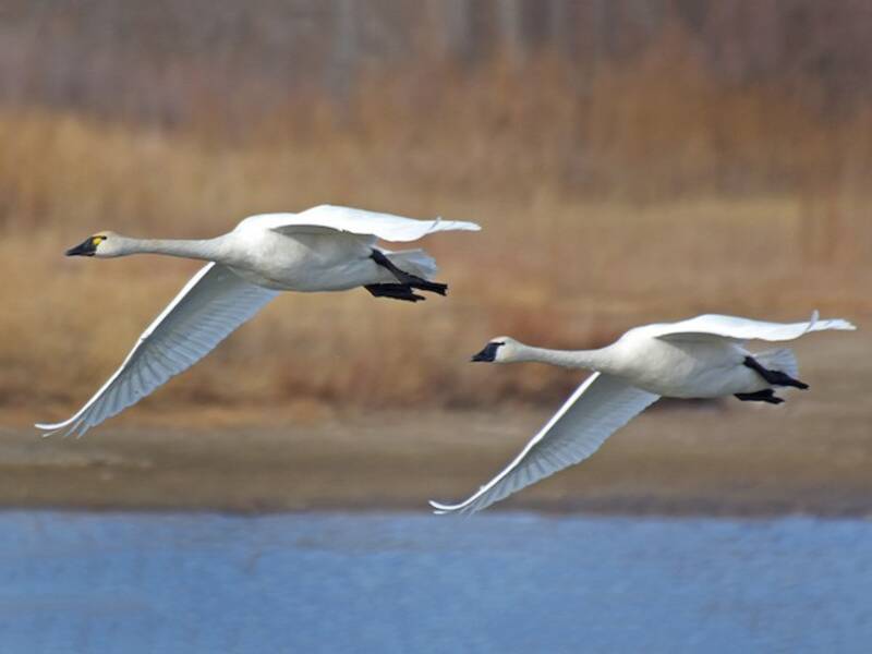 Tundra Swan (Cygnus columbianus)