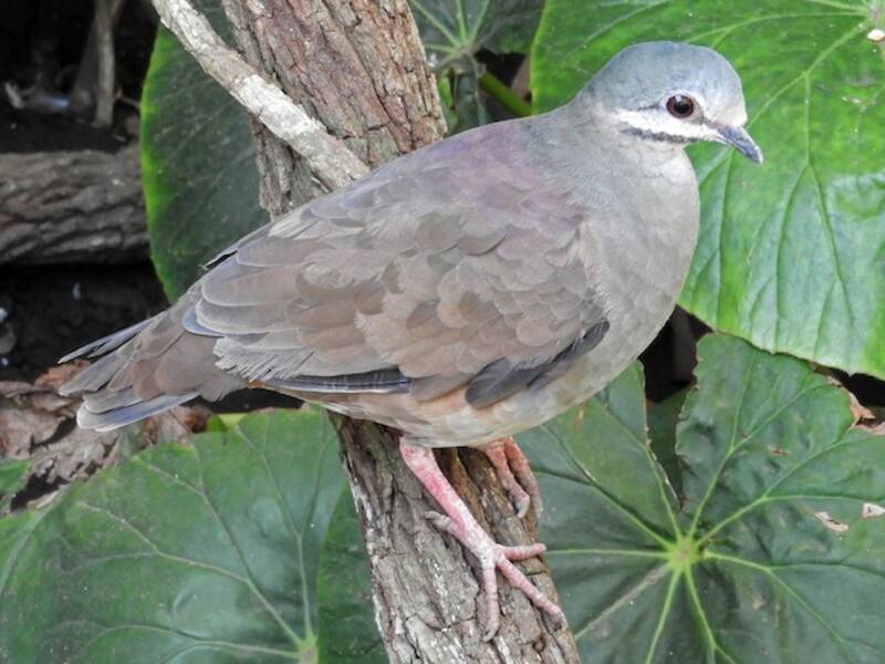 Tuxtla Quail-Dove, Photos 2