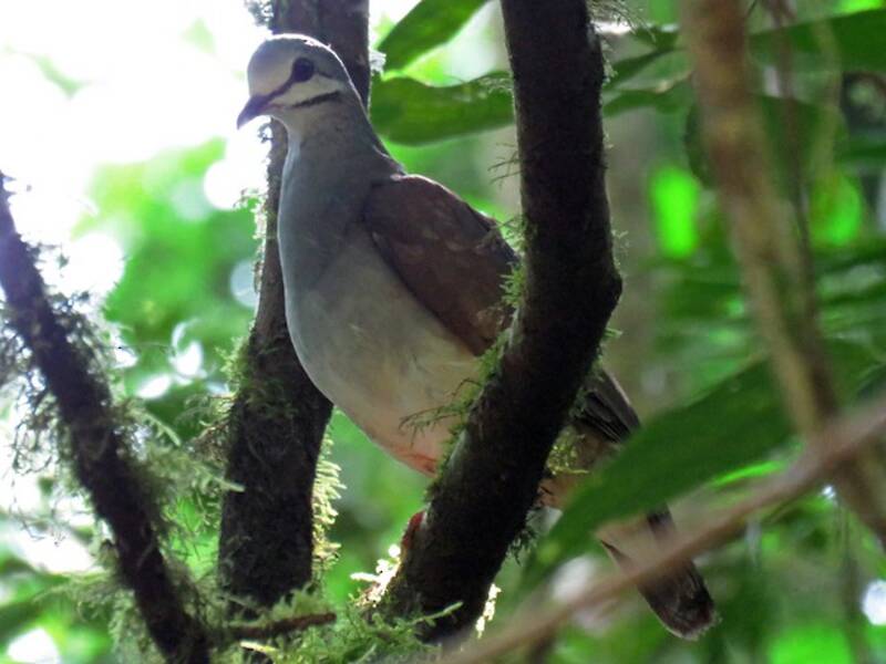 Colombine de Tuxtla