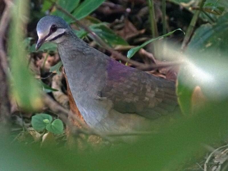 Tuxtla Quail-Dove, Photos 3