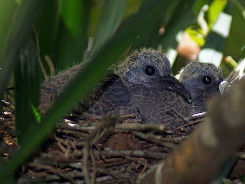 Tuxtla Quail-Dove, Photos 4