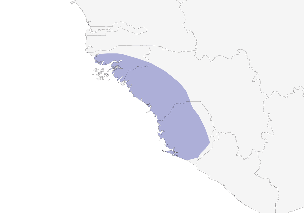 Gonolek de Turati, Distribution 1