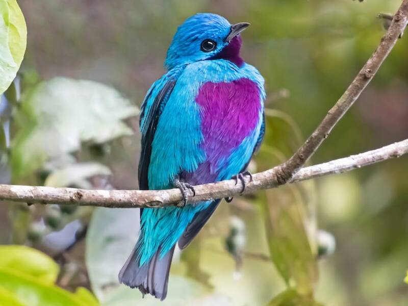 Cotinga turchese, Foto 4