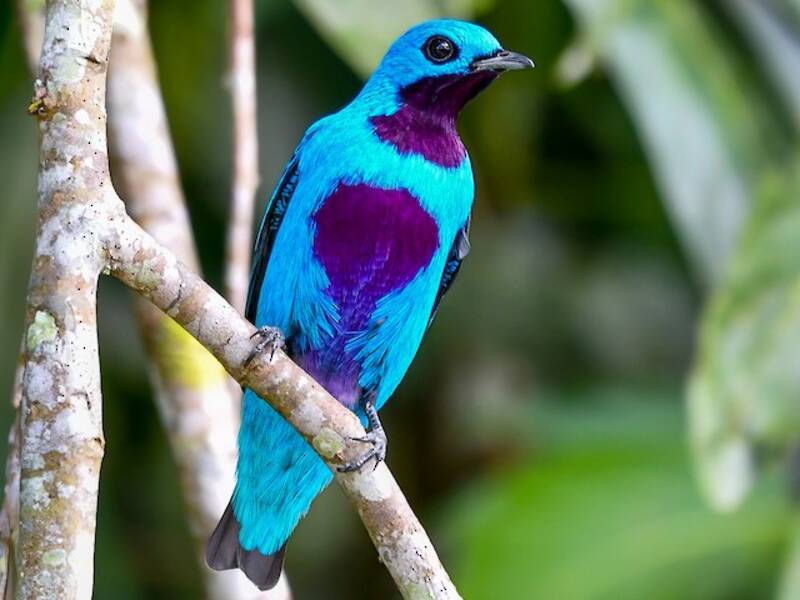 Cotinga turchese, Foto 3
