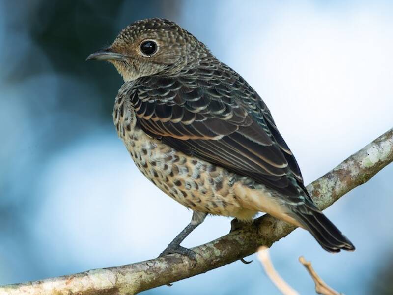 Cotinga turchese, Foto 2