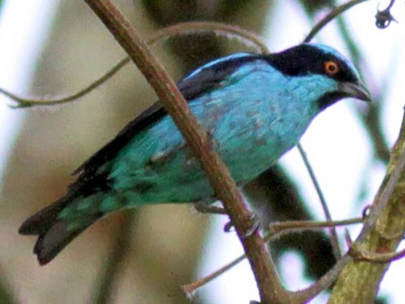 Turquoise Dacnis, 照片 2