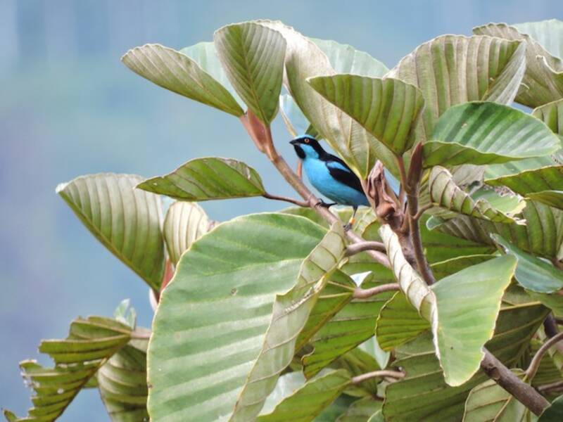 Turquoise Dacnis, 照片 3