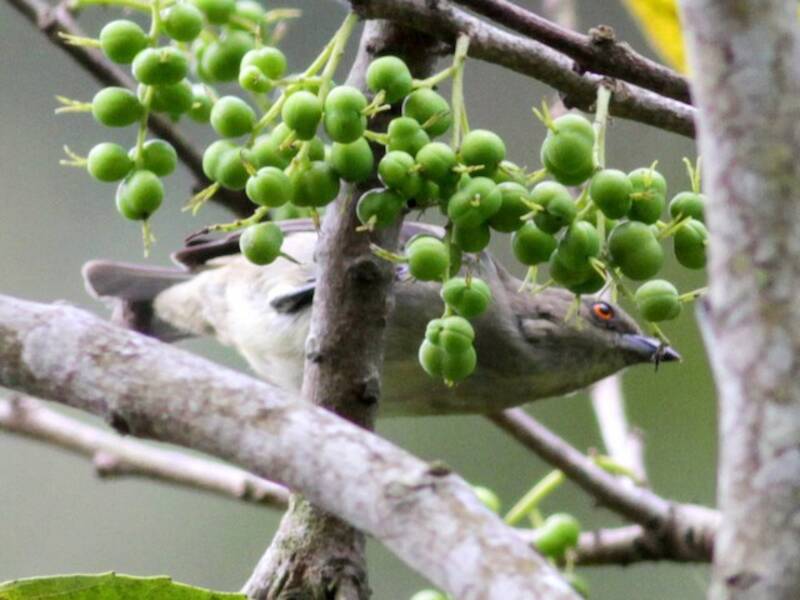 Turquoise Dacnis, 照片 4