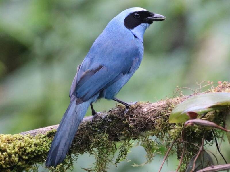 Turquoise Jay, Photos 4