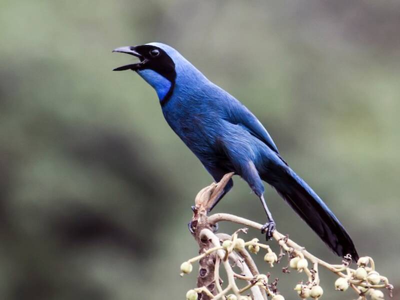 Turquoise Jay, Photos 2
