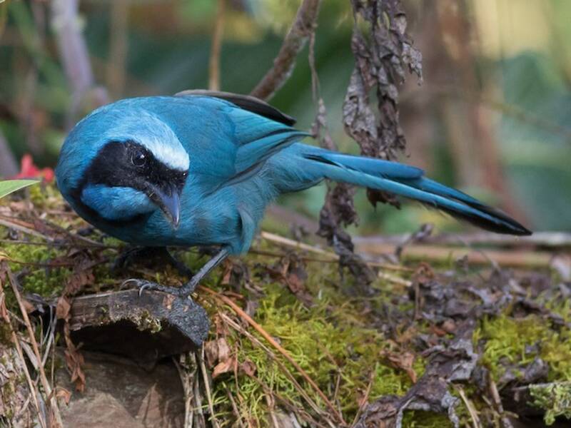 Turquoise Jay, Photos 3
