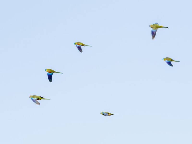 Turquoise Parrot (Neophema pulchella)