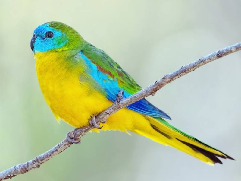 Turquoise Parrot, Photos 3