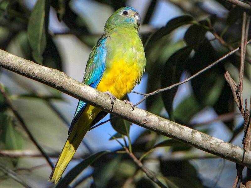 Turquoise Parrot, Photos 4
