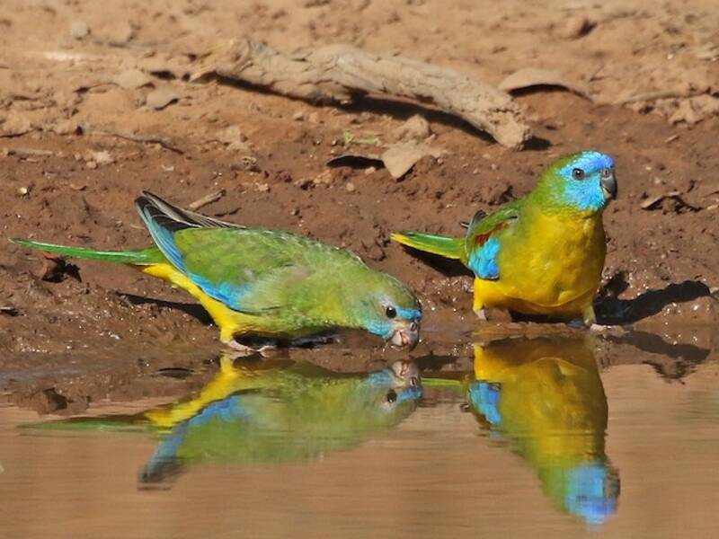 Turquoise Parrot, Photos 2