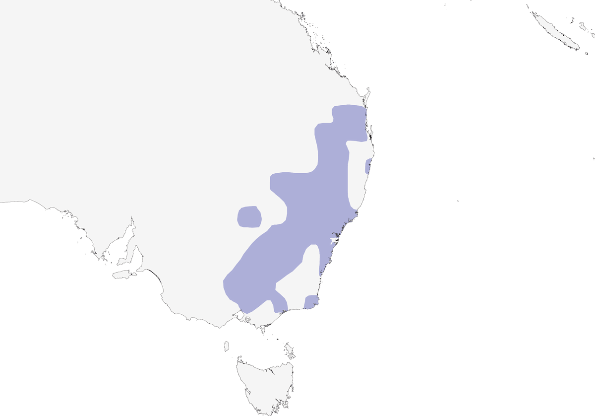 Turquoise Parrot, Distribution 1