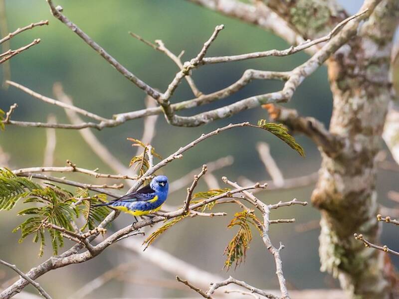 Tangara Turquesa, Fotos 4