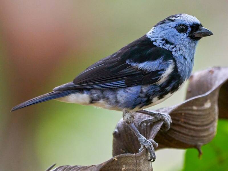 White-bellied Tanager, Photos 1