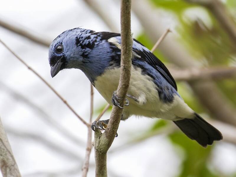 White-bellied Tanager, Photos 2