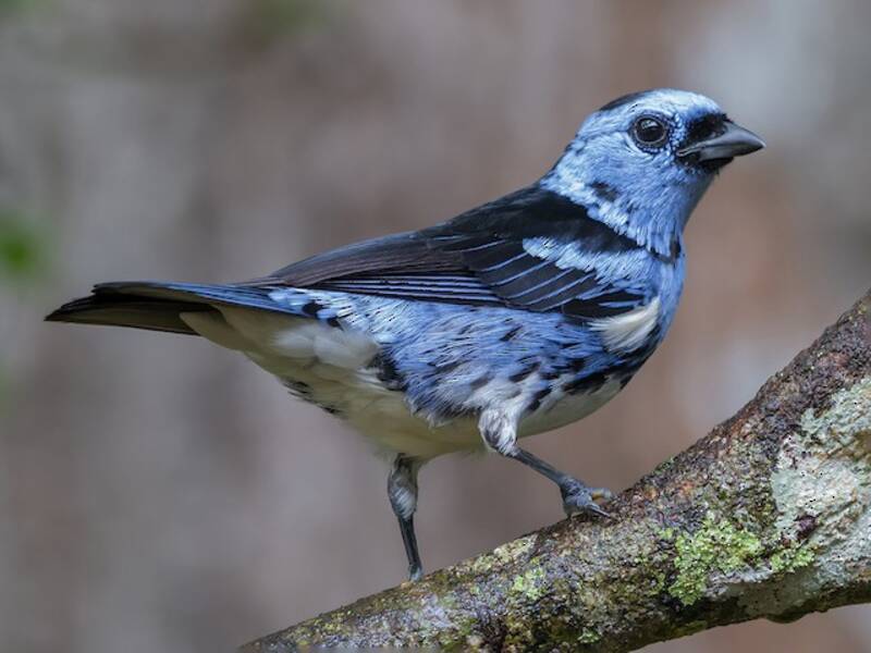 White-bellied Tanager, Photos 3