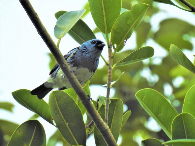 White-bellied Tanager, Photos 4