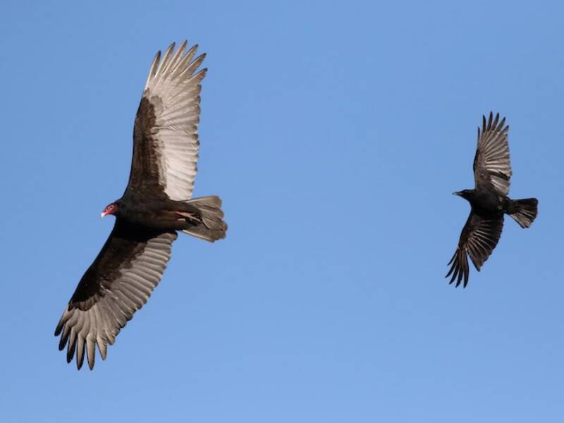 Turkey Vulture (Cathartes aura)