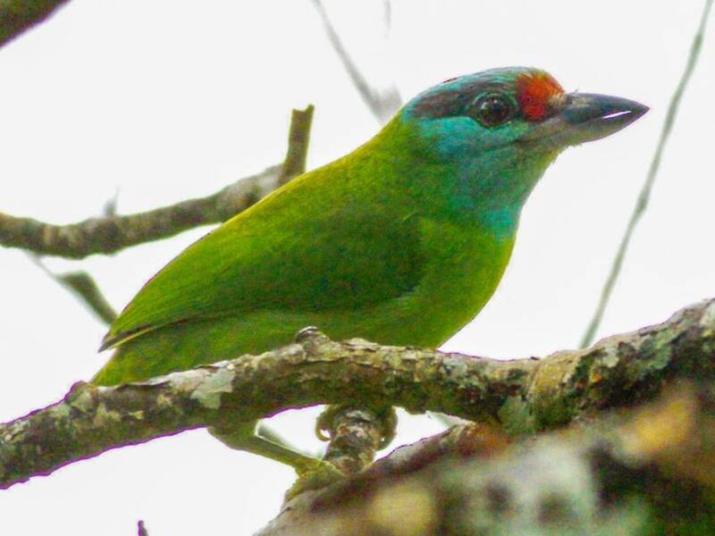 Turquoise-throated Barbet, Photos 4