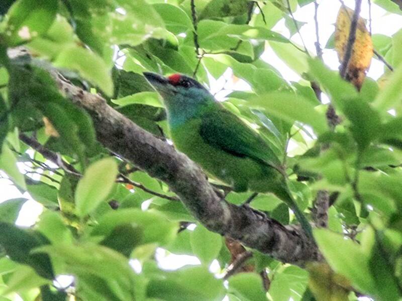 Turquoise-throated Barbet, Photos 3