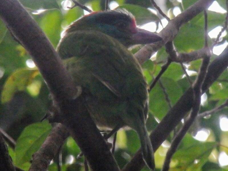 Turquoise-throated Barbet, Photos 2