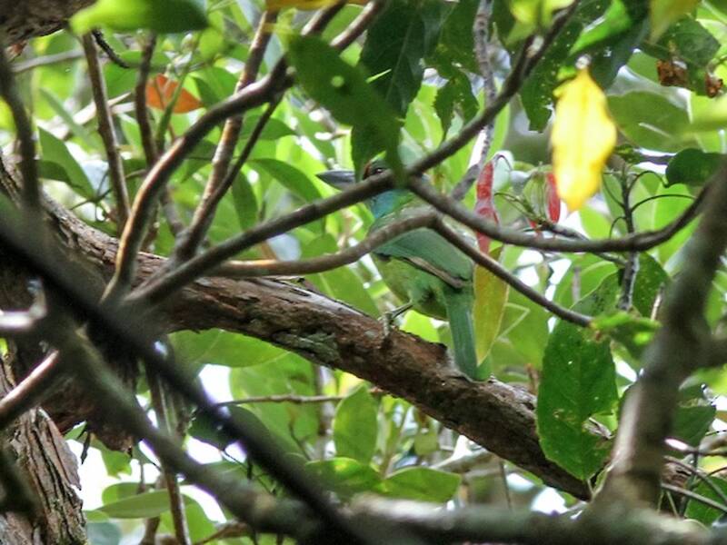 Turquoise-throated Barbet