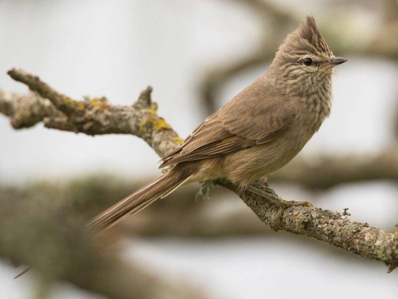 Tufted Tit-Spinetail