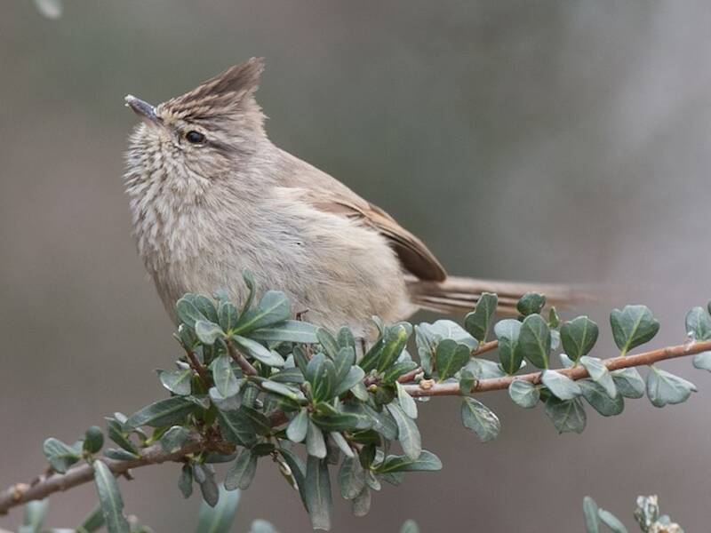Tufted Tit-Spinetail, Photos 3