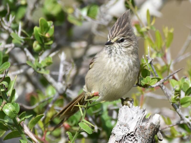 Tufted Tit-Spinetail, Photos 2