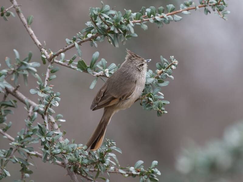 Tufted Tit-Spinetail, Photos 4