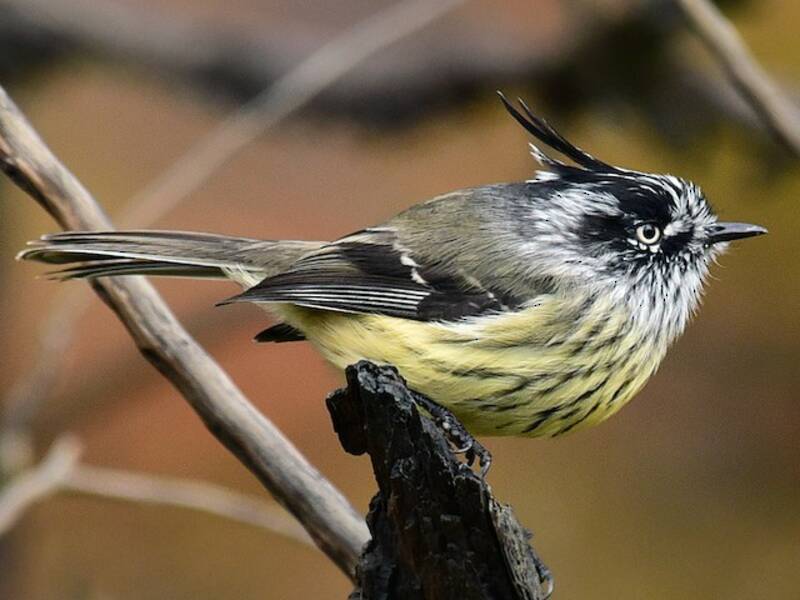 Tufted Tit-Tyrant (Anairetes parulus)