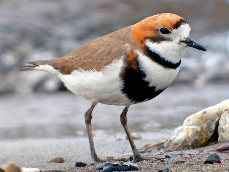 Two-banded Plover, 照片 2