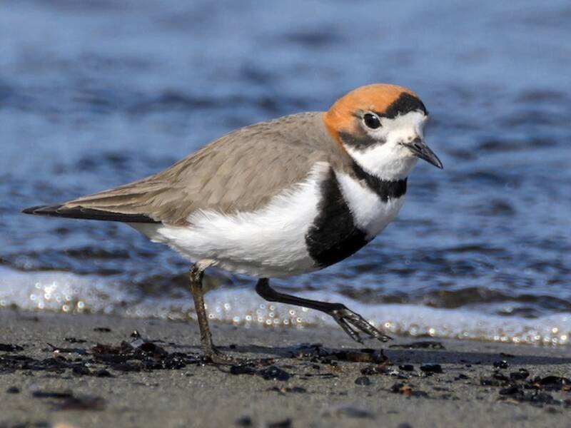 Two-banded Plover