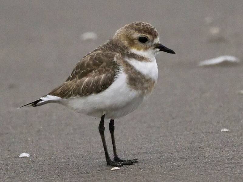 Two-banded Plover, 照片 3