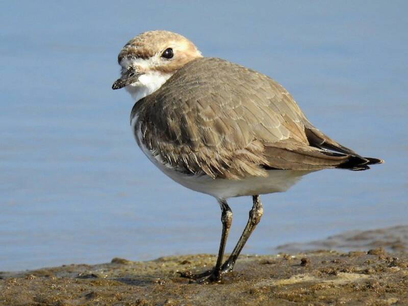 Two-banded Plover, 照片 4